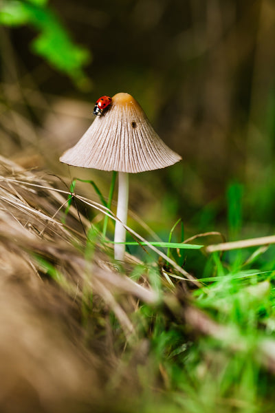 7 Ways Mushroom Supplements Can Improve Your Health